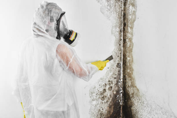 Best DIY Mold Remediation Support Services in Jenks, OK