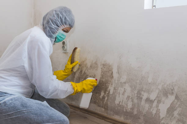 Best Mold Testing and Inspection Services in Jenks, OK