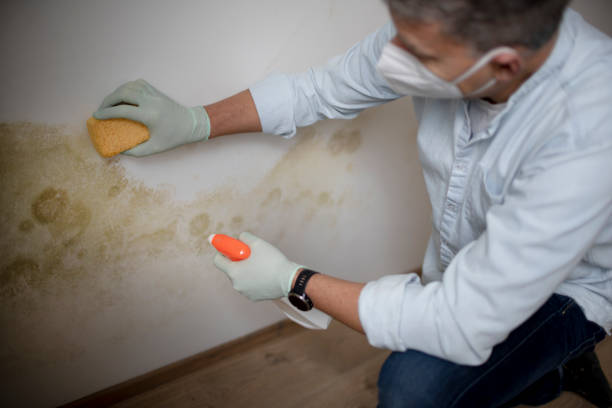 Best Mold Remediation for Specific Building Types in Jenks, OK