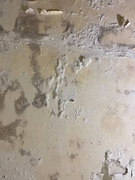 Best Insurance-Related Mold Remediation in Jenks, OK