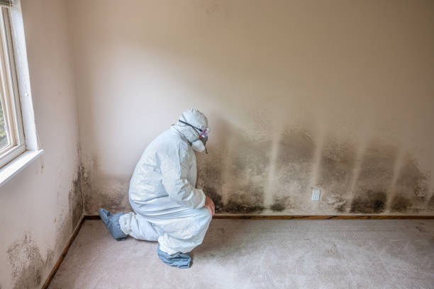 Best White Mold Remediation in Jenks, OK